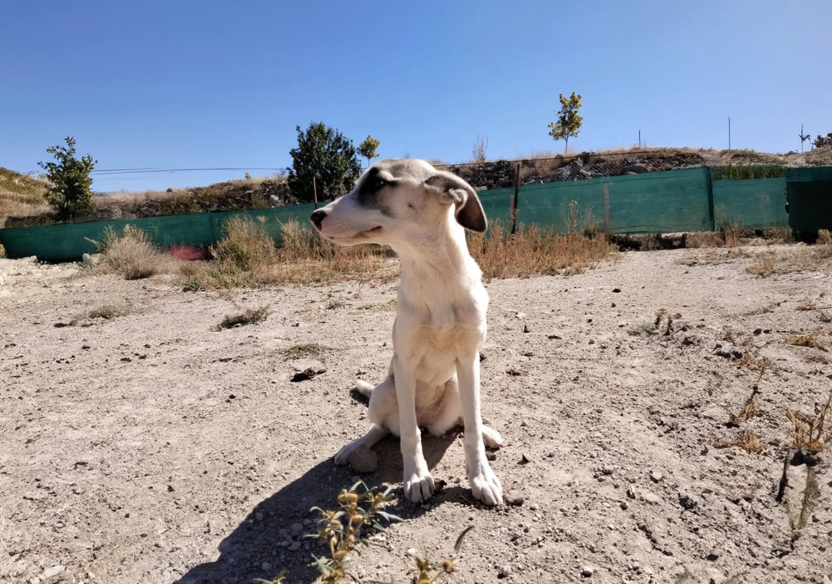 Fino Kırması