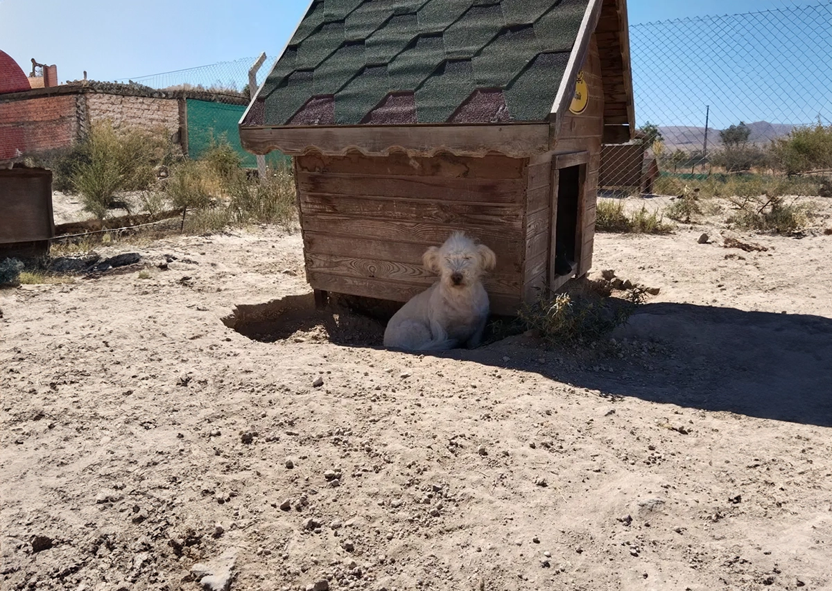 Terrier