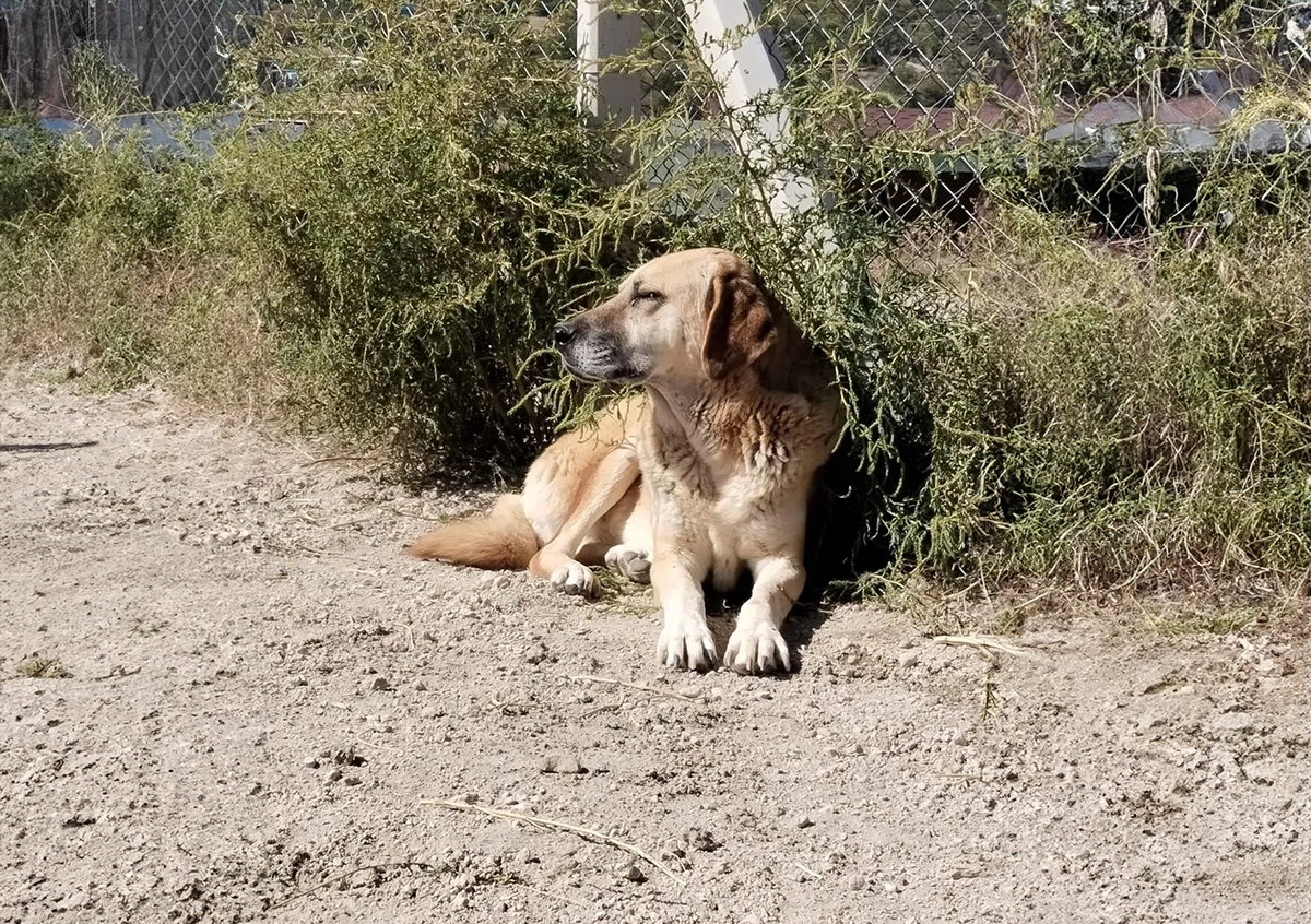Kangal Kırması