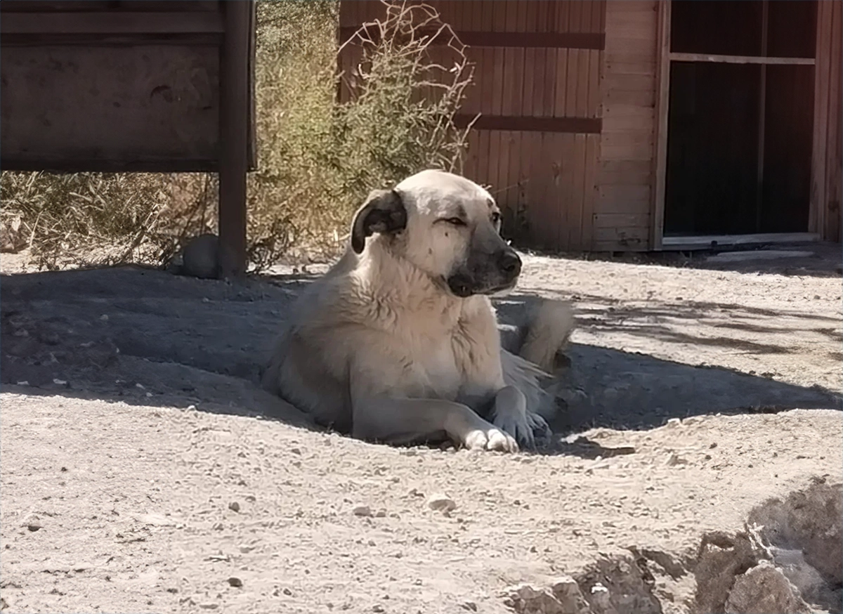 Kangal Kırması
