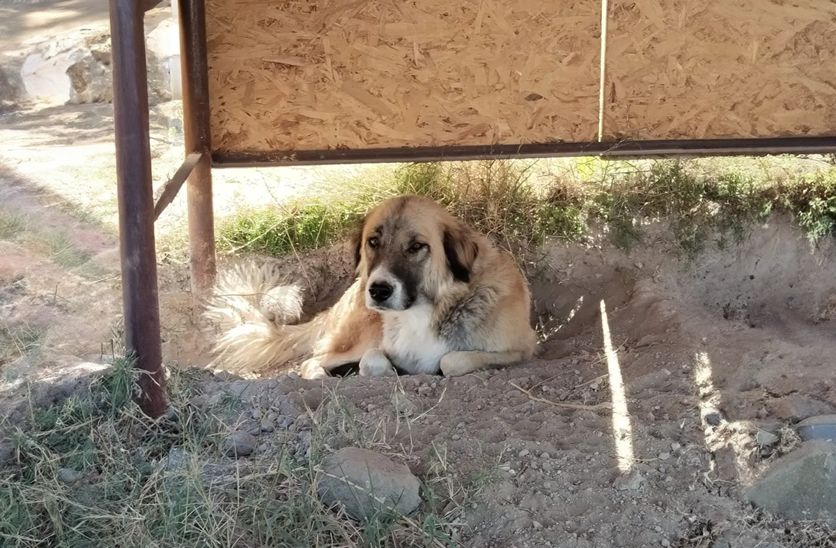 Kangal Kırması