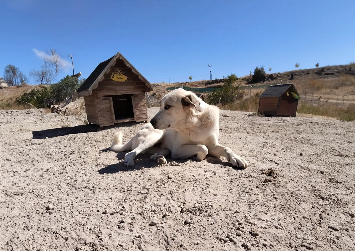 Kangal Kırması
