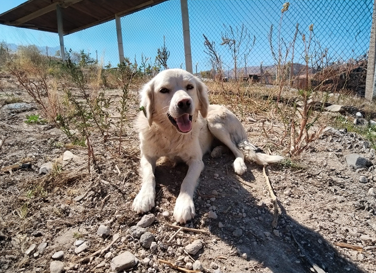 Fino Kırması