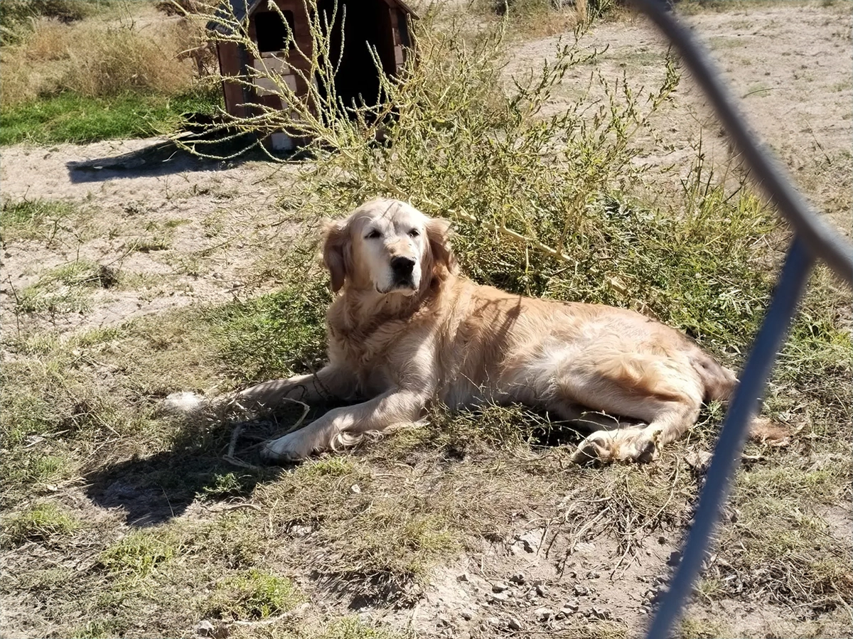 Golden