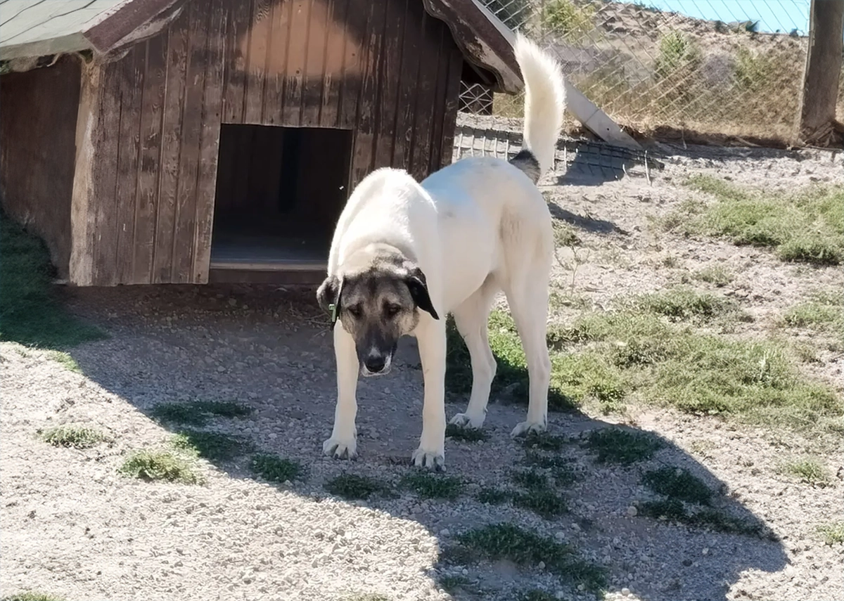 Kangal Kırması
