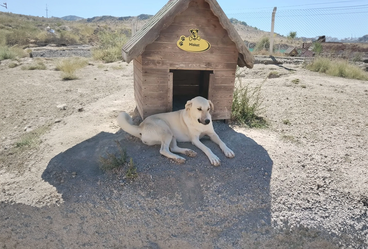 Kangal Kırması
